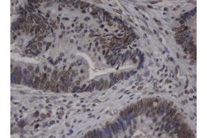 Image no. 1 for anti-Jun Proto-Oncogene (JUN) antibody (ABIN1498940) (C-JUN 抗体)