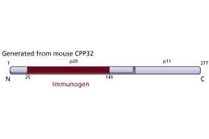 Image no. 3 for anti-Caspase 3 (CASP3) (AA 25-145) antibody (ABIN968342) (Caspase 3 抗体  (AA 25-145))