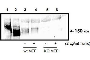 Western blot analysis using Eif2ak3 polyclonal antibody  to detect Eif2ak3 in cell lysates. (PERK 抗体  (AA 601-1115))