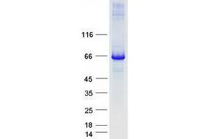 Western Blotting (WB) image for Component of Oligomeric Golgi Complex 6 (COG6) (Transcript Variant 1) protein (Myc-DYKDDDDK Tag) (ABIN2712950)