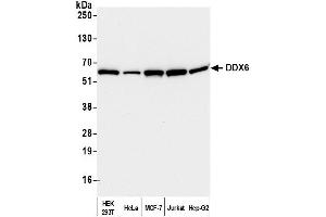 Western Blotting (WB) image for anti-DEAD (Asp-Glu-Ala-Asp) Box Polypeptide 6 (DDX6) (AA 1-50) antibody (ABIN7453871)