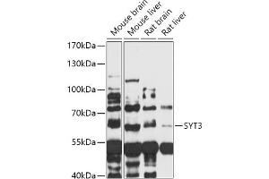 Western blot analysis of extracts of various cell lines, using SYT3 antibody (ABIN7270674) at 1:1000 dilution. (Synaptotagmin 3 抗体  (AA 449-590))