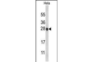 Western blot analysis of HIST1H1C Antibody in Hela cell line lysates (35ug/lane)
