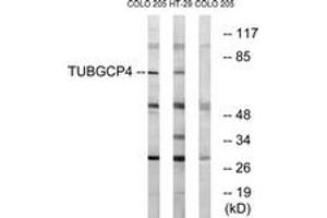 Western blot analysis of extracts from COLO/HT-29 cells, using TUBGCP4 Antibody. (TUBGCP4 抗体  (AA 191-240))