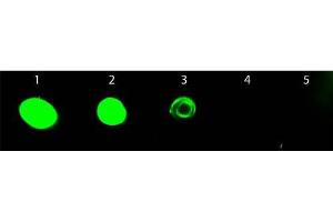 Dot Blot of Chicken anti-Rat IgG Antibody Fluorescein Conjugated. (小鸡 anti-大鼠 IgG (Heavy & Light Chain) Antibody (FITC) - Preadsorbed)
