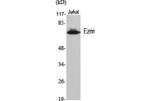 Western Blot (WB) analysis of specific cells using Ezrin Polyclonal Antibody. (Ezrin 抗体  (Tyr31))