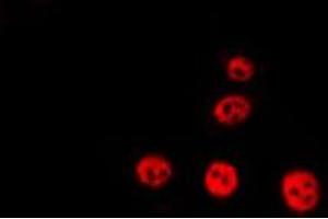 Immunofluorescence (fixed cells) (IF/ICC) image for anti-Aryl Hydrocarbon Receptor Nuclear Translocator (ARNT) (N-Term) antibody (ABIN6260045)