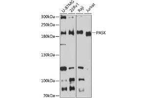 Western blot analysis of extracts of various cell lines, using PASK antibody (ABIN6128413, ABIN6145248, ABIN6145249 and ABIN6224850) at 1:3000 dilution. (PASK 抗体  (AA 1194-1323))