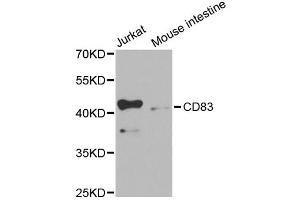 Western blot analysis of extracts of various cell lines, using CD83 antibody (ABIN5971072) at 1/1000 dilution. (CD83 抗体)