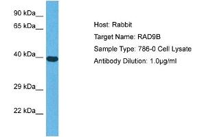 Host: Rabbit Target Name: RAD9B Sample Tissue: Human 786-0 Whole Cell Antibody Dilution: 1ug/ml (RAD9B 抗体  (C-Term))