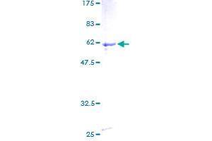 ZBTB32 Protein (AA 1-302) (GST tag)