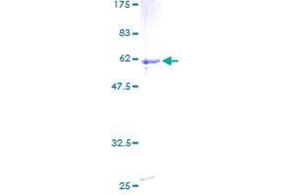 ZBTB32 Protein (AA 1-302) (GST tag)