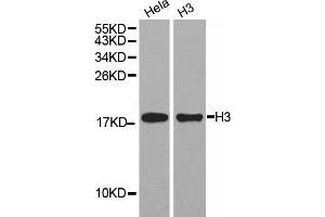 Western Blotting (WB) image for anti-Histone 3 (H3) (C-Term) antibody (ABIN3023243) (Histone 3 抗体  (C-Term))