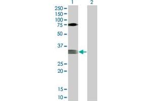 Lane 1: MOG transfected lysate ( 32.