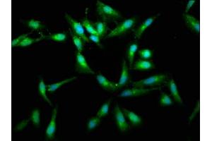 Immunofluorescence (IF) image for anti-V-Raf-1 Murine Leukemia Viral Oncogene Homolog 1 (RAF1) (AA 1-648) antibody (ABIN7167060)