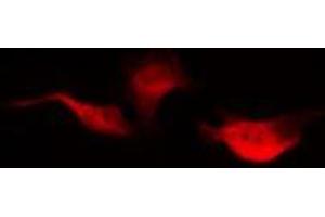 ABIN6275619 staining NIH-3T3 by IF/ICC. (SYTL4 抗体  (Internal Region))