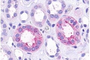 Anti-TAAR9 antibody  ABIN1049388 IHC staining of human kidney, renal tubules. (TAAR9 抗体  (Extracellular Domain))