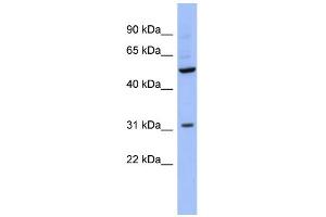 Western Blotting (WB) image for anti-RNA Binding Motif, Single Stranded Interacting Protein 3 (RBMS3) (Middle Region) antibody (ABIN2778688)