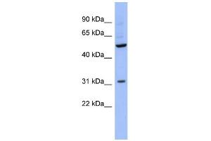 WB Suggested Anti-RBMS3 Antibody Titration:  0. (RBMS3 抗体  (Middle Region))
