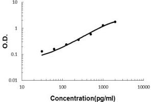 Sandwich ELISA - Recombinant mouse FABP2/I-FABP protein standard curve.