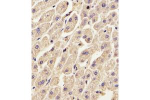 Antibody staining ANXA2 in Human liver tissue sections by Immunohistochemistry (IHC-P - paraformaldehyde-fixed, paraffin-embedded sections). (Annexin A2 抗体  (N-Term))