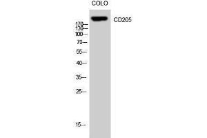 Western Blotting (WB) image for anti-Lymphocyte Antigen 75 (LY75) (Internal Region) antibody (ABIN3183747) (LY75/DEC-205 抗体  (Internal Region))