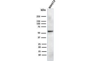 Western Blot Analysis of human NIH3T3 cell lysate using AKT1 Mouse Monoclonal Antibody (AKT1/2784). (AKT1 抗体  (AA 85-189))