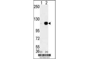 Western blot analysis of AOF2 (arrow) using LSD1 Antibody (C-term) (ABIN388023 and ABIN2845465). (LSD1 抗体  (C-Term))