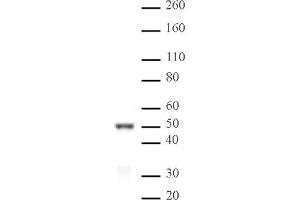 IRF-3 pAb tested by Western blot. (IRF3 抗体  (AA 306-312))