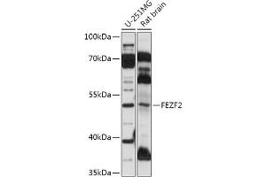Western blot analysis of extracts of various cell lines, using FEZF2 antibody (ABIN7267171) at 1:1000 dilution. (FEZF2 抗体  (AA 1-280))