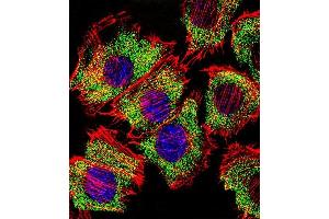 Fluorescent confocal image of C2C12 cell stained with ENO1 Antibody (Center) (ABIN390429 and ABIN2840814). (ENO1 抗体  (AA 178-205))