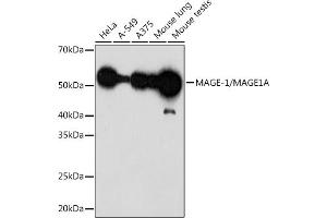 Western blot analysis of extracts of various cell lines, using MAGE-1/MA Rabbit mAb (ABIN1678880, ABIN3015292, ABIN3015293 and ABIN7101339) at 1:1000 dilution. (MAGEA1 抗体)
