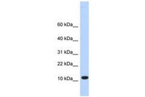 Image no. 1 for anti-Chromosome 10 Open Reading Frame 57 (C10ORF57) (AA 36-85) antibody (ABIN6741071) (CJ057 抗体  (AA 36-85))