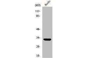 Western Blot analysis of HuvEc cells using MRP-L24 Polyclonal Antibody (MRPL24 抗体  (Internal Region))