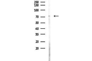 Western blot analysis of lysates from RAW264.