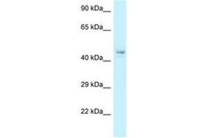 Image no. 1 for anti-COP9 Signalosome Subunit 4 (COPS4) (AA 53-102) antibody (ABIN6747769) (COPS4 抗体  (AA 53-102))