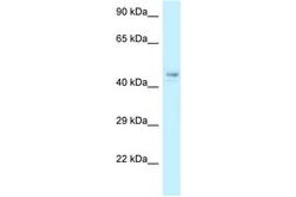 COPS4 anticorps  (AA 53-102)