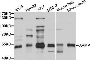 Western blot analysis of extracts of various cell lines, using AAMP antibody (ABIN1875463) at 1:1000 dilution. (AAMP 抗体)
