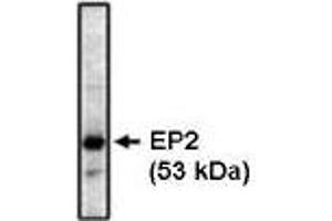 Western blot analysis using EP2 antibody on bovine brain lysate at 1 µg/ml. (PTGER2 抗体)