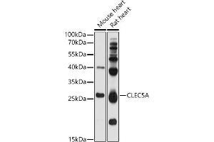 Western blot analysis of extracts of various cell lines, using CLEC5A antibody (ABIN1679280, ABIN1679281, ABIN5664169 and ABIN6219863) at 1:1000 dilution. (CLEC5A 抗体  (AA 29-188))