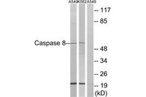 Western blot analysis of extracts from A549/K562, using Caspase 8 (Ab-347) Antibody. (Caspase 8 抗体  (AA 313-362))