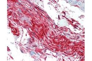 Immunohistochemical analysis of paraffin-embedded human nerve and ganglion cells using S100A10/P11 mouse mAb. (S100A10 抗体)