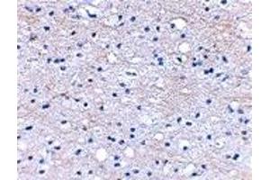 Immunohistochemistry (IHC) image for anti-Hyaluronan and Proteoglycan Link Protein 2 (HAPLN2) (Middle Region) antibody (ABIN1030892)