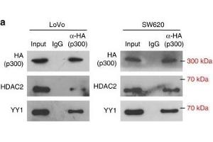 miR-500a-5p expression is up-regulated via the YY1/p300/HDAC2 complex. (HDAC2 抗体  (C-Term))