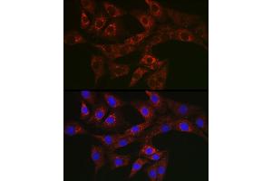 Immunofluorescence analysis of NIH/3T3 cells using A Rabbit pAb (ABIN3023408, ABIN3023409, ABIN3023410 and ABIN6219712) at dilution of 1:50 (40x lens). (ATG4A 抗体  (AA 289-398))