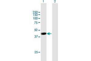 Western Blot analysis of PCMTD2 expression in transfected 293T cell line by PCMTD2 MaxPab polyclonal antibody. (PCMTD2 抗体  (AA 1-361))