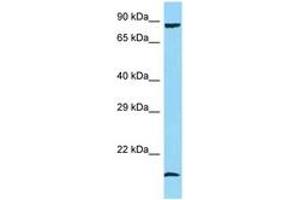 Image no. 1 for anti-Protein Phosphatase 1, Regulatory (Inhibitor) Subunit 15A (PPP1R15A) (AA 116-165) antibody (ABIN6748418)