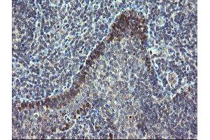 Image no. 8 for anti-TSC22 Domain Family, Member 1 (TSC22D1) antibody (ABIN1501535)