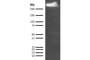 Western Blotting (WB) image for anti-Thyroglobulin (TG) antibody (ABIN613829) (Thyroglobulin 抗体)