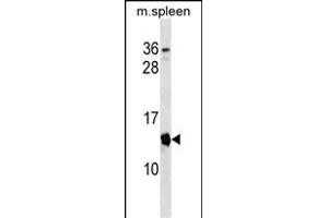 Mouse Cdkn2a Antibody (Center) (ABIN1538376 and ABIN2838239) western blot analysis in mouse spleen tissue lysates (35 μg/lane). (CDKN2A 抗体  (AA 39-65))